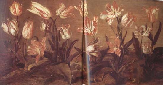 Jacob Gerritsz Cuyp Tulip Field (mk14) oil painting image